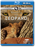 Тайная жизнь леопарда (Blu-ray, блю-рей)